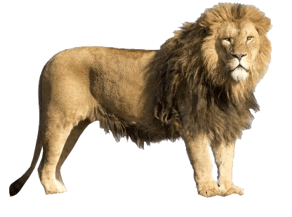 Lion PNG transparent image download, size: 416x309px