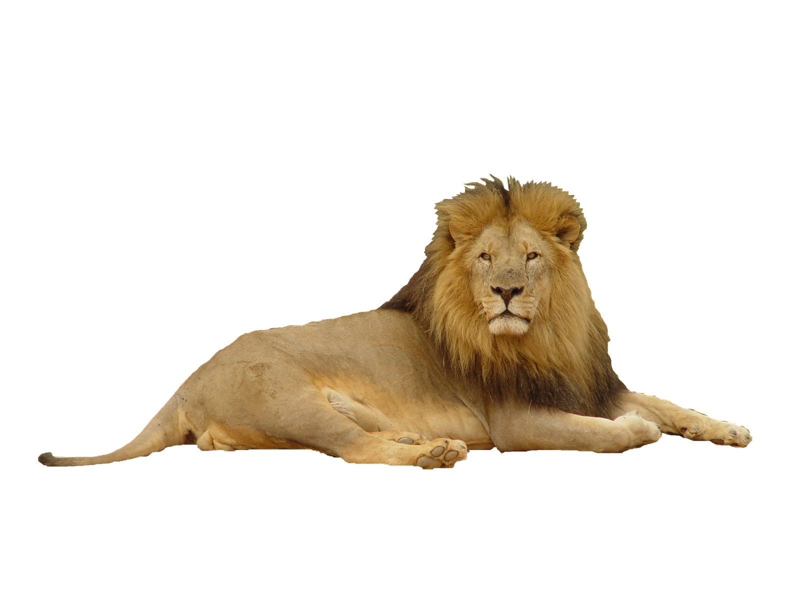 Lion PNG transparent image download, size: 1600x1200px