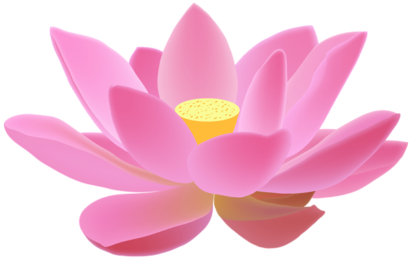Lotus flower PNG transparent image download, size: 600x377px