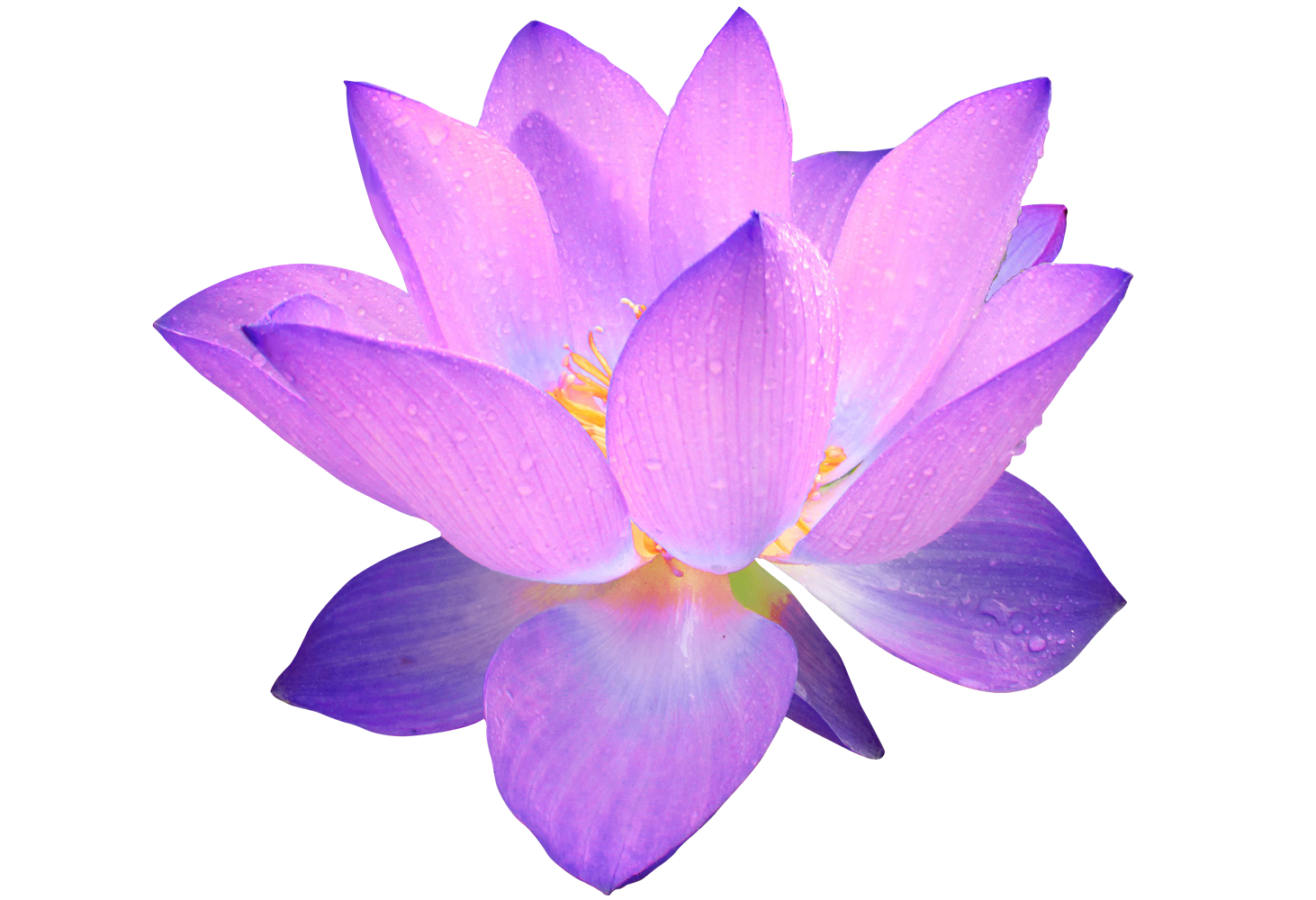 Lotus flower PNG transparent image download, size: 1462x1000px