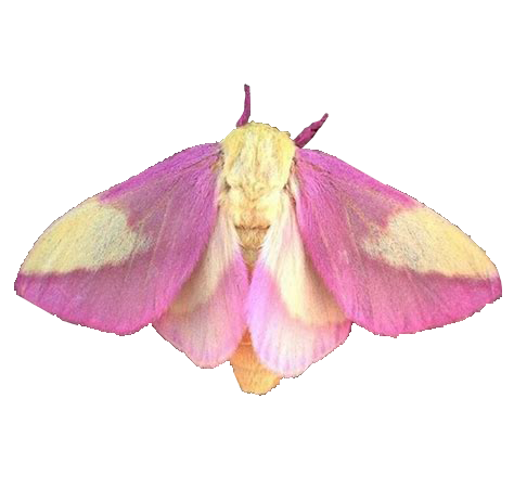 Moth PNG transparent image download, size: 474x450px