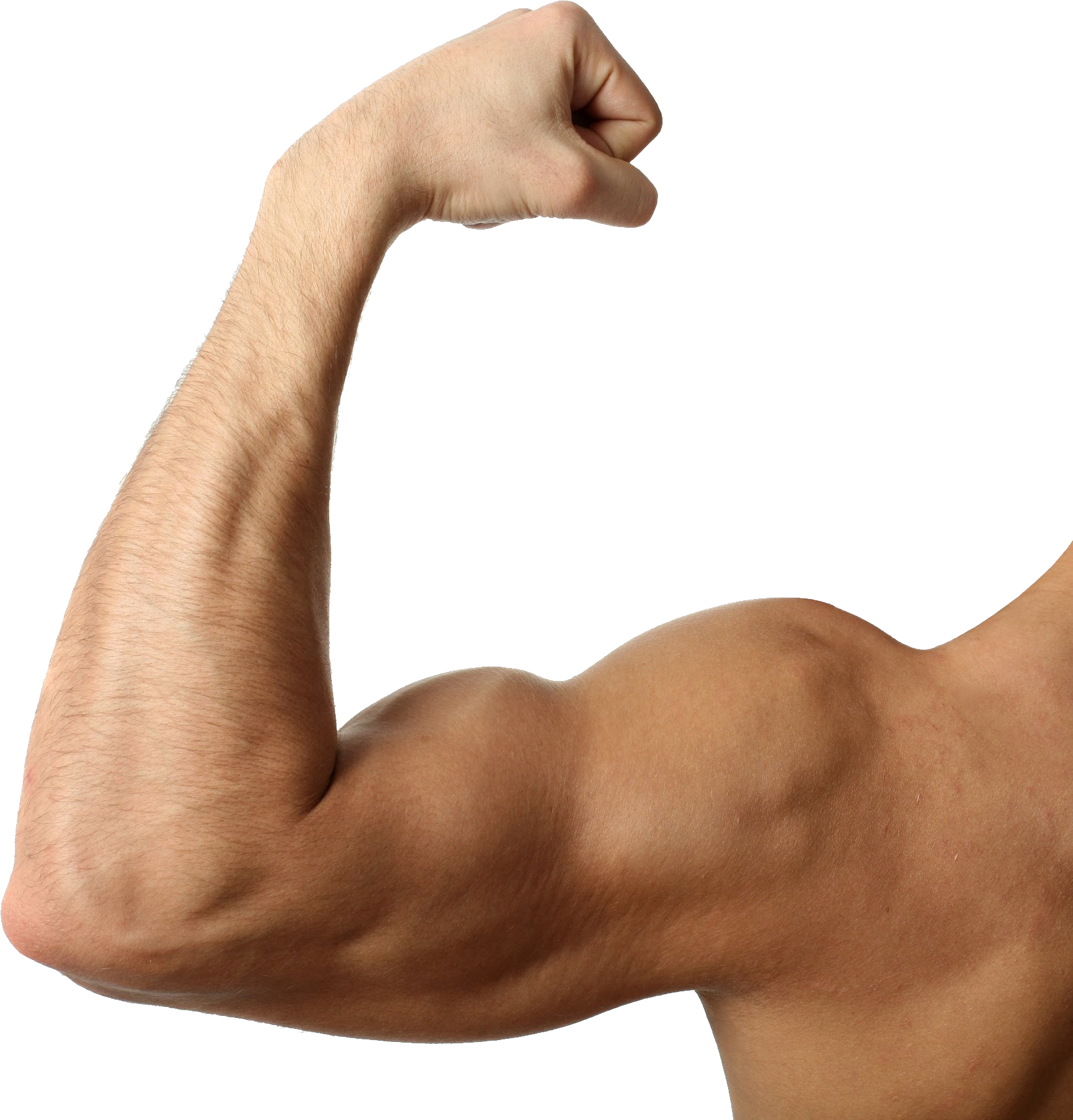 Muscle PNG Image, Free Download Muscles Pictures - Free