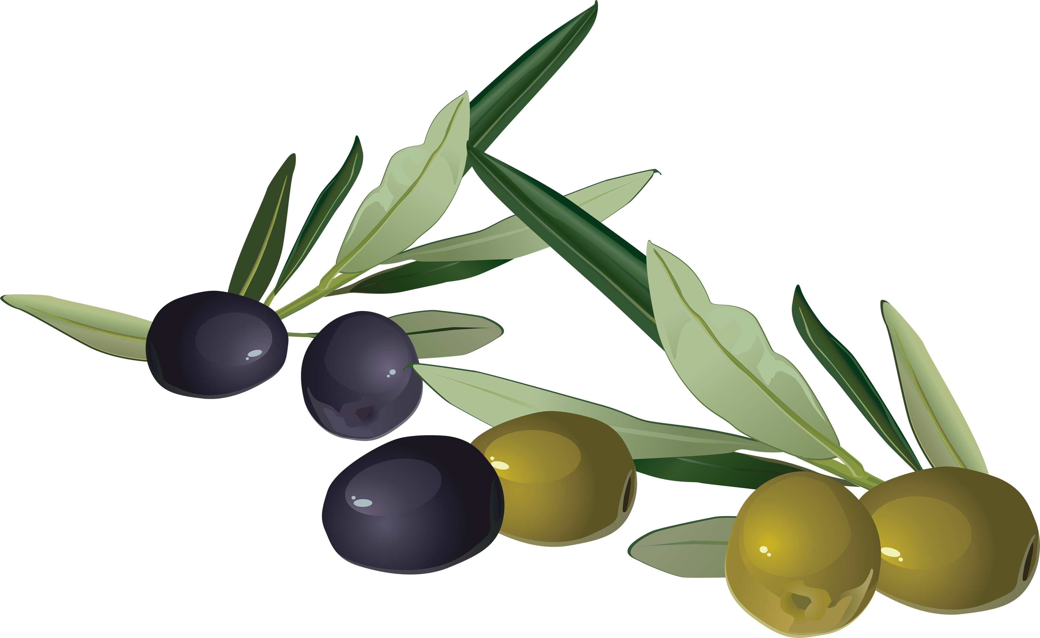 Olive Icon Vector Illustration Ripe Olive Green Vector, Ripe, Olive, Green  PNG and Vector with Transparent Background for Free Download