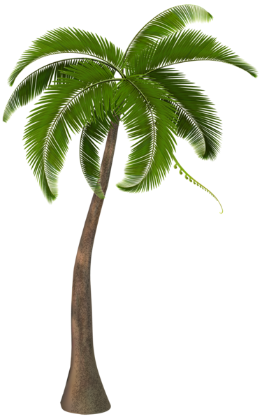 Cartoon Palm Tree Green Leaves Tropical Stock Vector Royalty Free  1922292839  Shutterstock