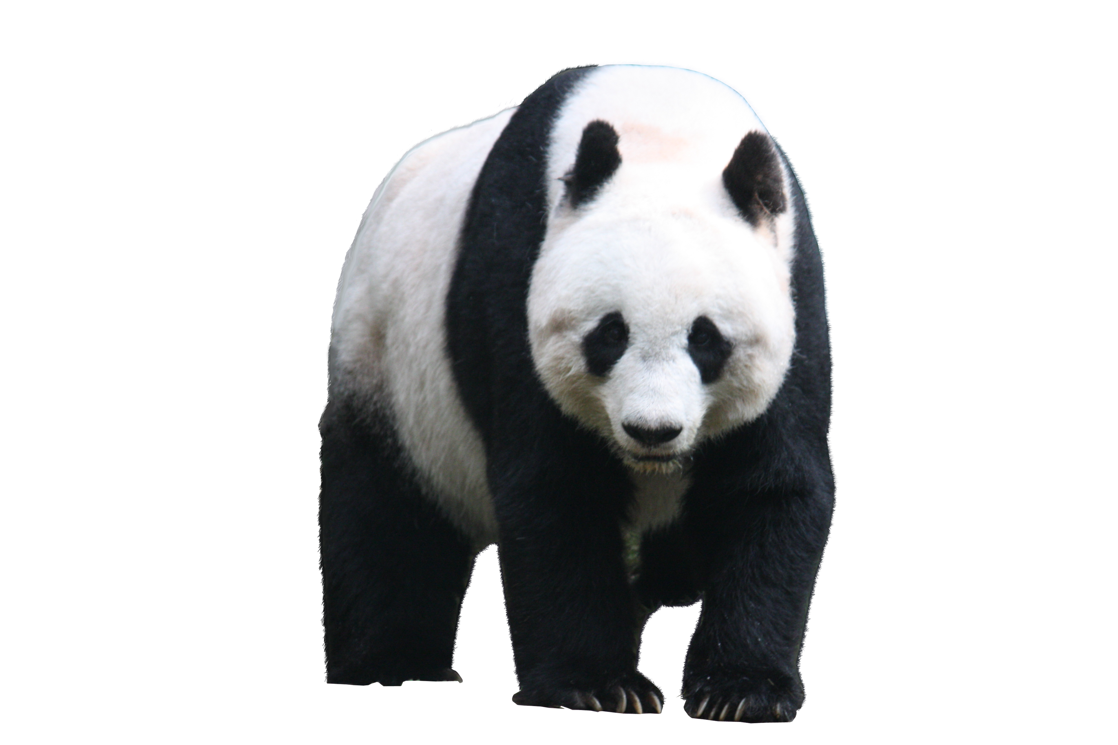 PANDA png images