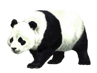 Download PNG Panda - Free Transparent PNG