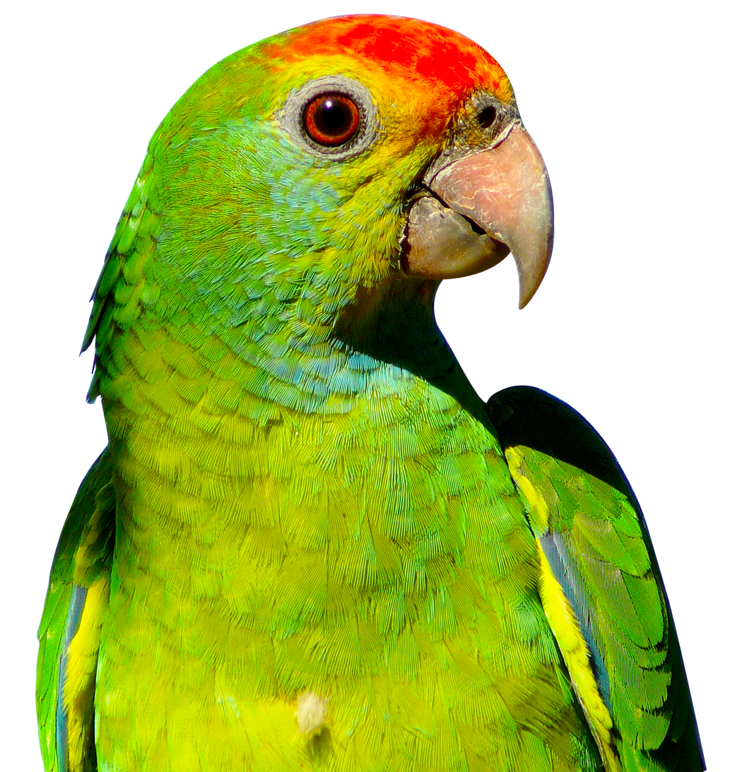 Parrot Png Image Transparent Image Download Size 1050x1093px