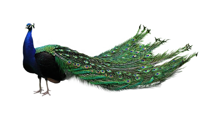 Peacock PNG transparent image download, size: 699x370px