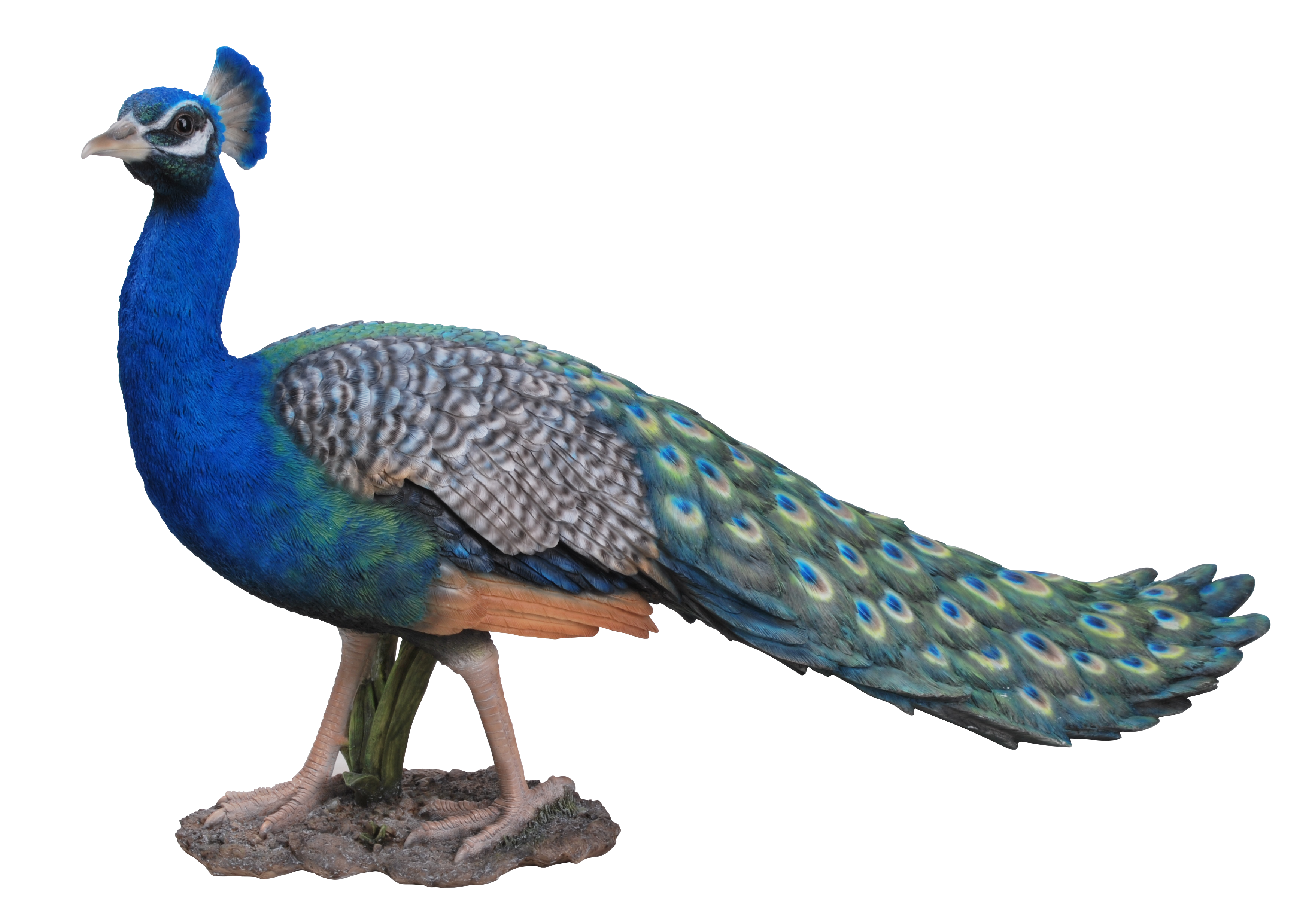 Peacock PNG transparent image download, size: 3504x2469px