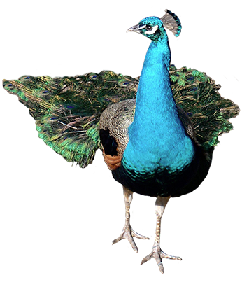 Peacock PNG transparent image download, size: 356x413px