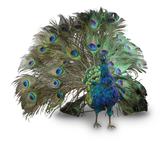 Peacock PNG transparent image download, size: 557x500px