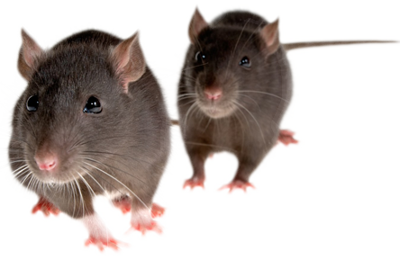 transparent mice