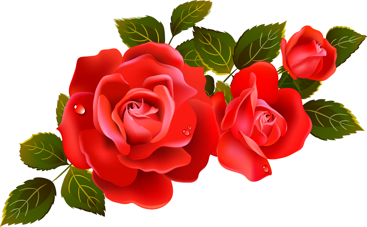 Rose PNG transparent image download, size: 1172x725px