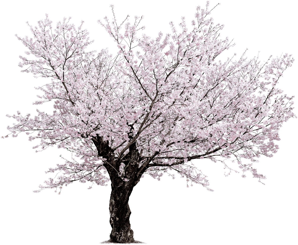 Sakura Png Transparent Image Download Size 1270x1044px