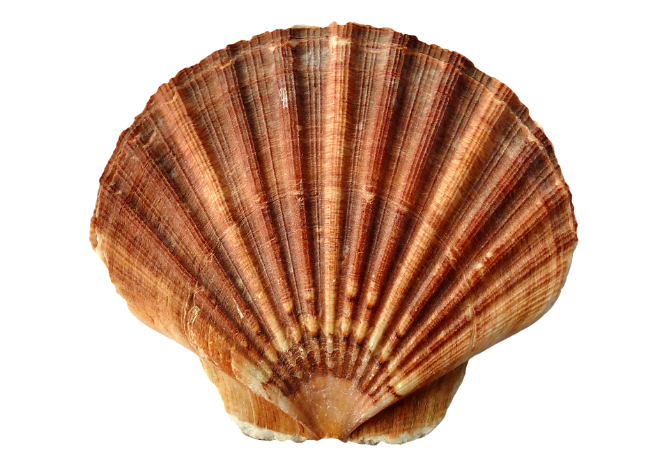 Seashell PNG transparent image download, size: 960x677px