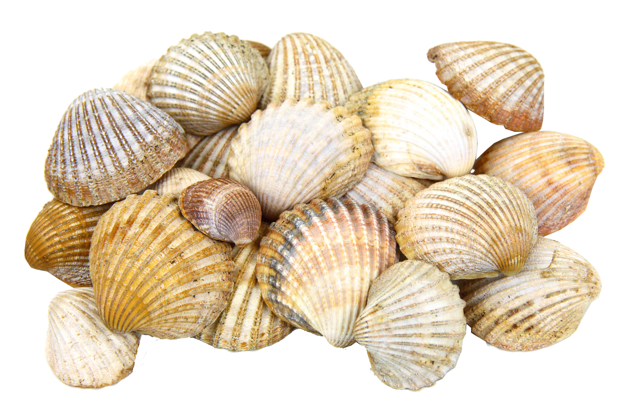 Seashell PNG transparent image download, size: 1280x853px
