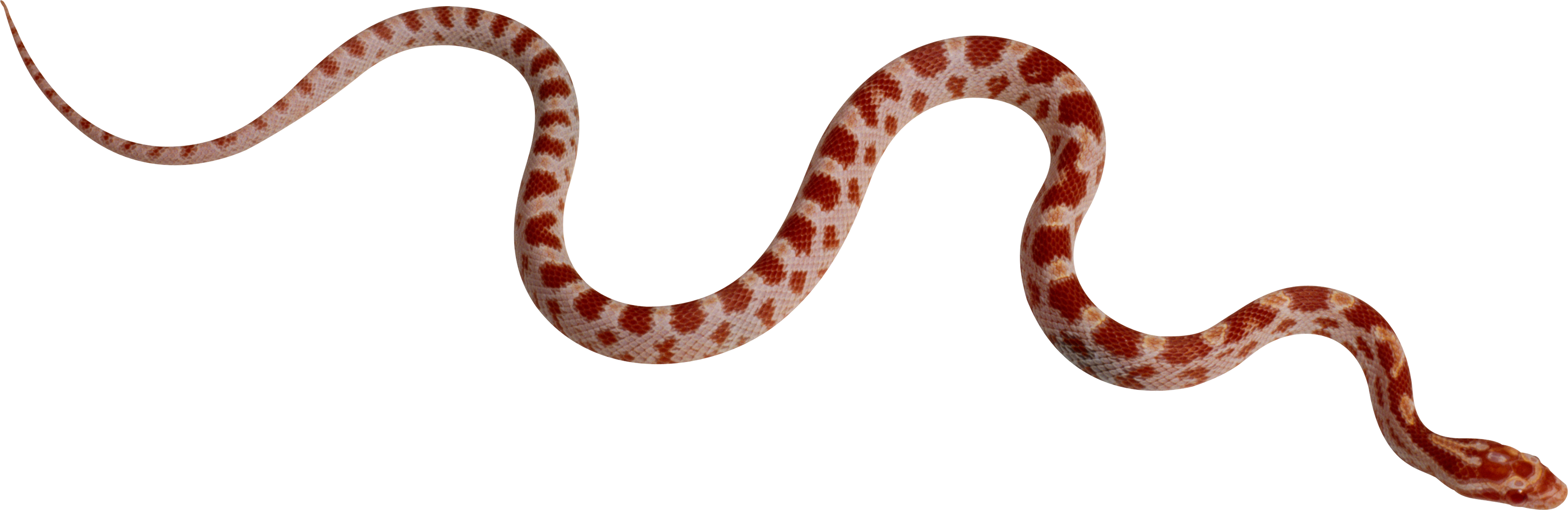 Snake PNG image picture download free transparent image download, size:  3052x993px