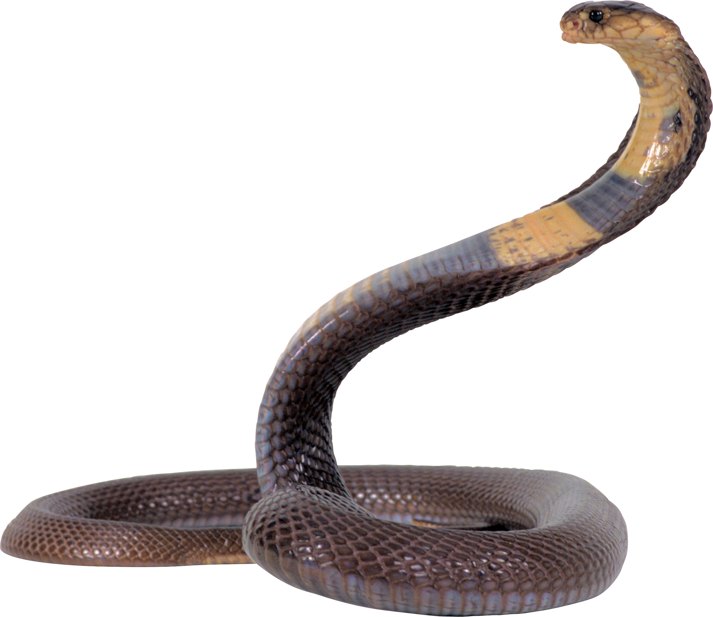 Cobra snake PNG image, free download picture transparent image download,  size: 2331x2016px