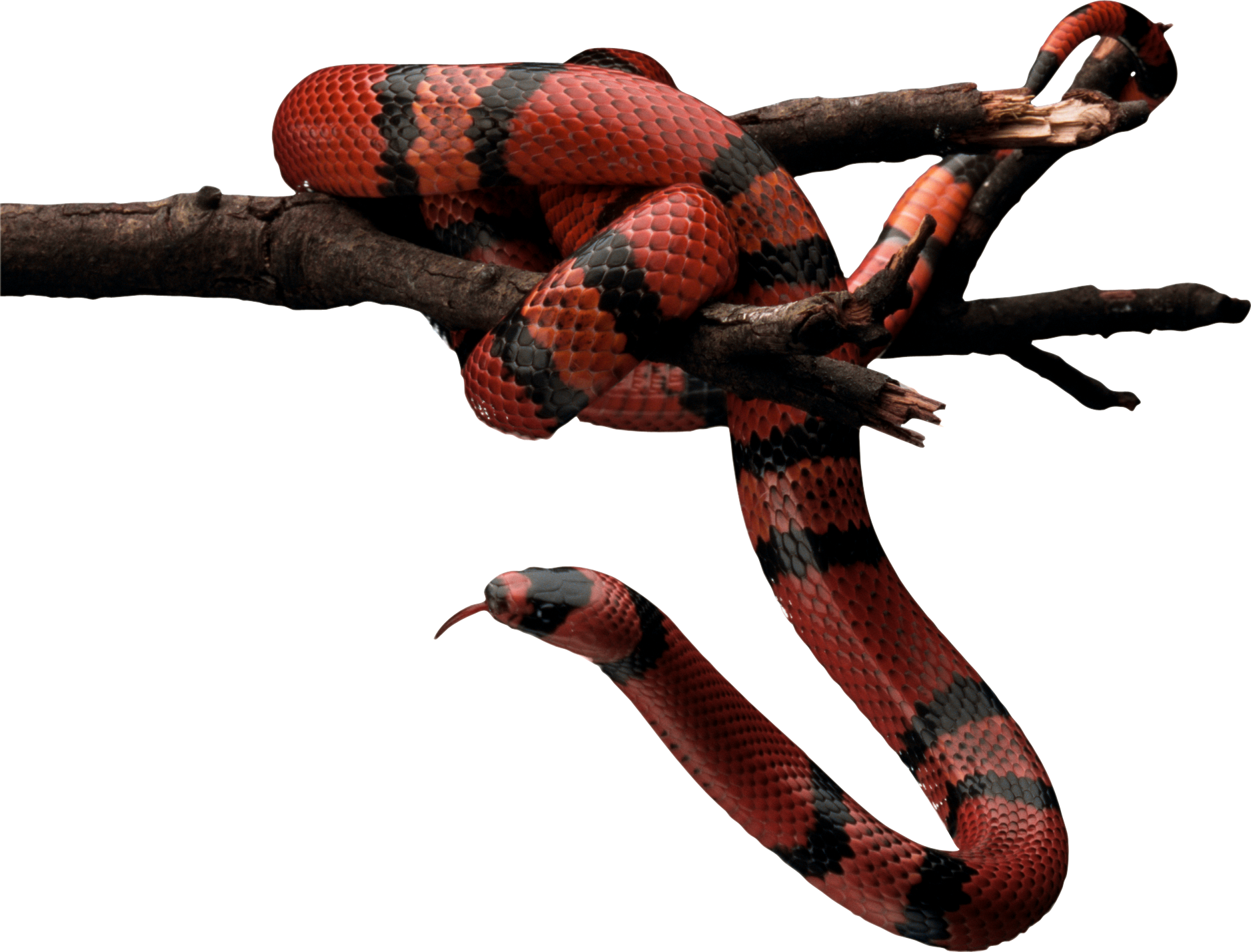 Red snake PNG image picture download free transparent image download, size:  1877x1429px
