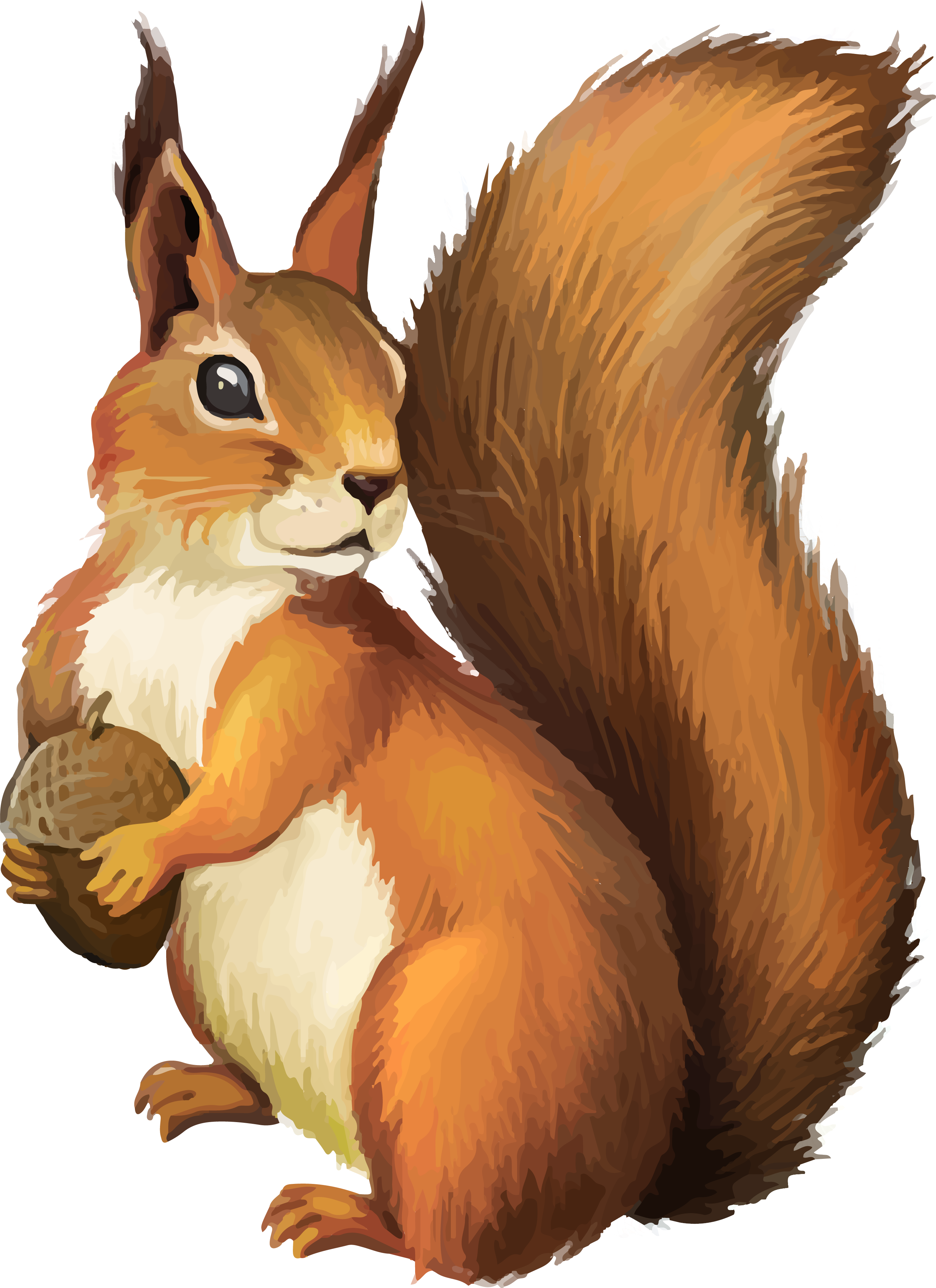 Squirrel Png Transparent Image Download Size 2726x3750px