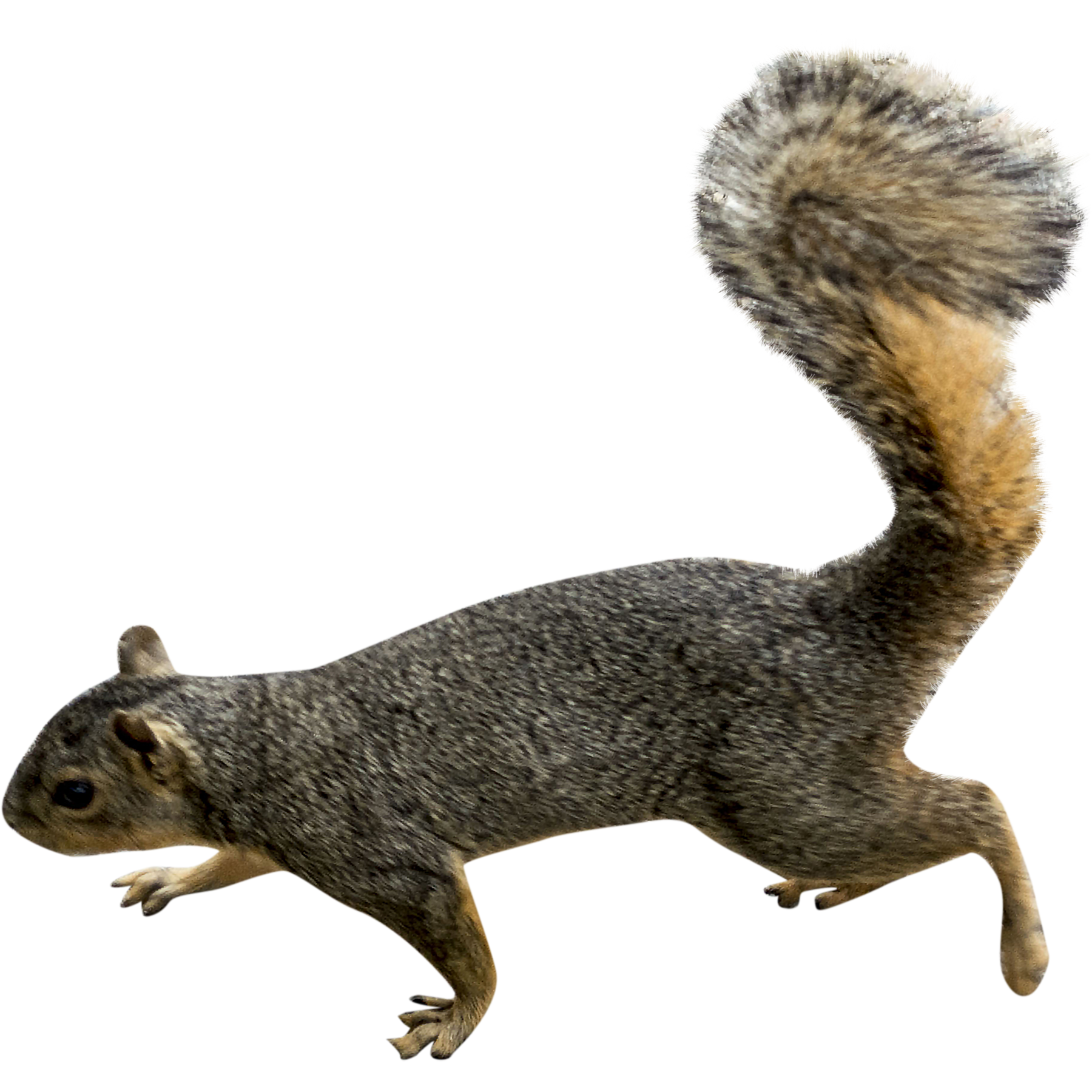 Squirrel PNG transparent image download, size: 1800x1800px