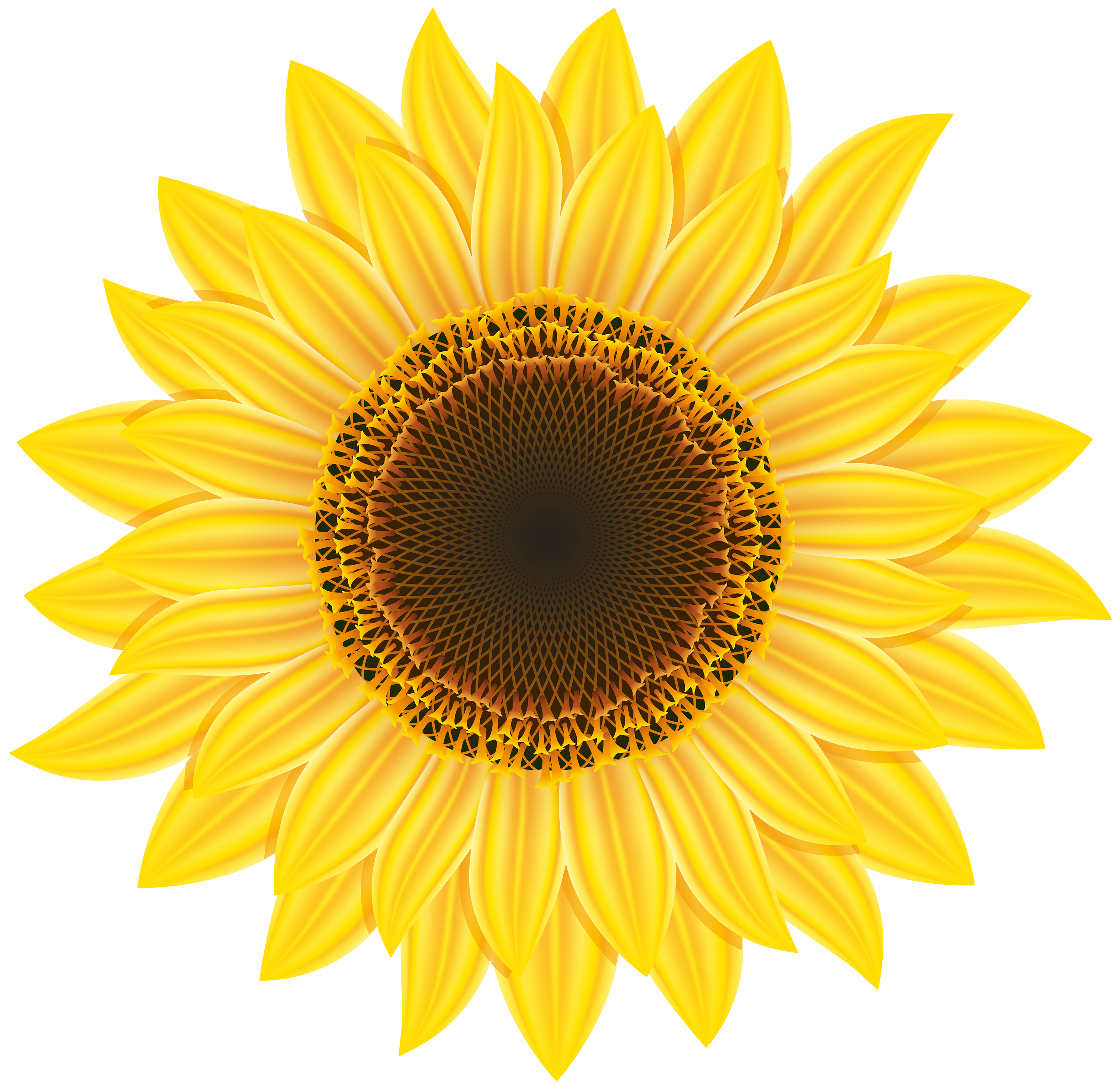 Sunflower Large Resolution 3000x2919 PNG Picture Transparent Sunflower Large Resolution 3000x2919 PNG Picture Transparent