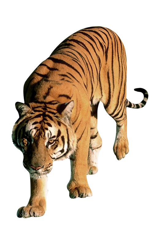 Tiger PNG transparent image download, size: 528x750px