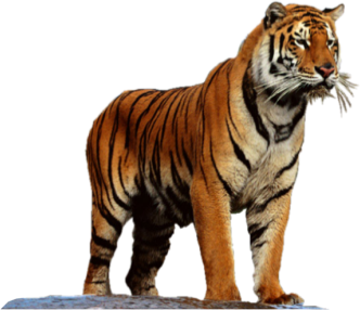 Tiger PNG transparent image download, size: 332x286px