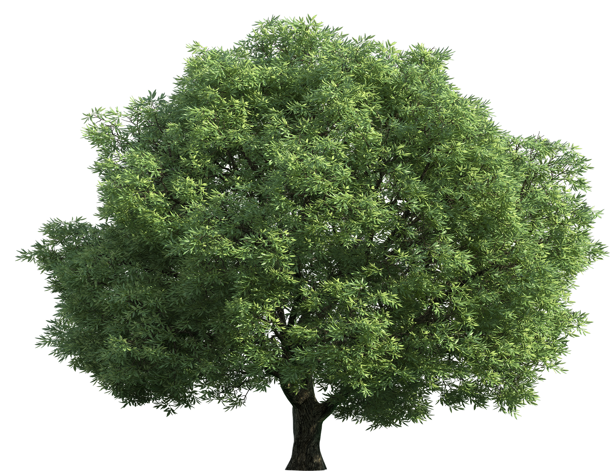tree PNG transparent image download, size: 2000x1533px