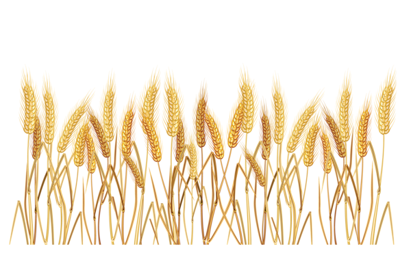 Wheat PNG transparent image download, size: 600x373px