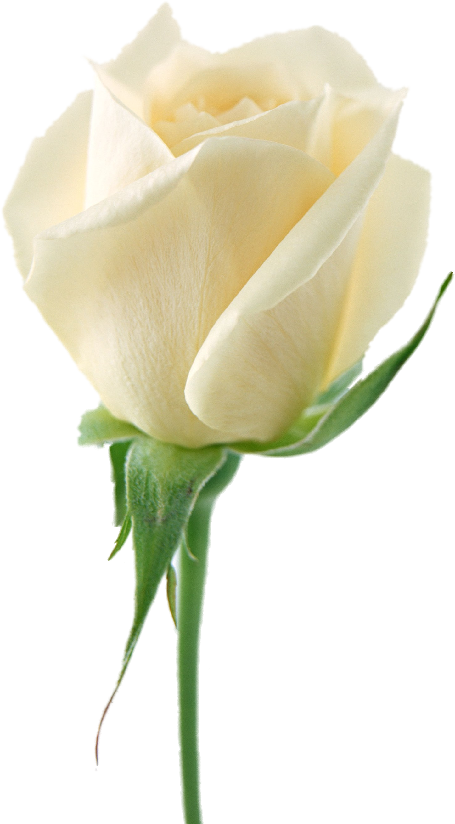White rose PNG image, flower white rose PNG picture transparent image  download, size: 1446x2618px