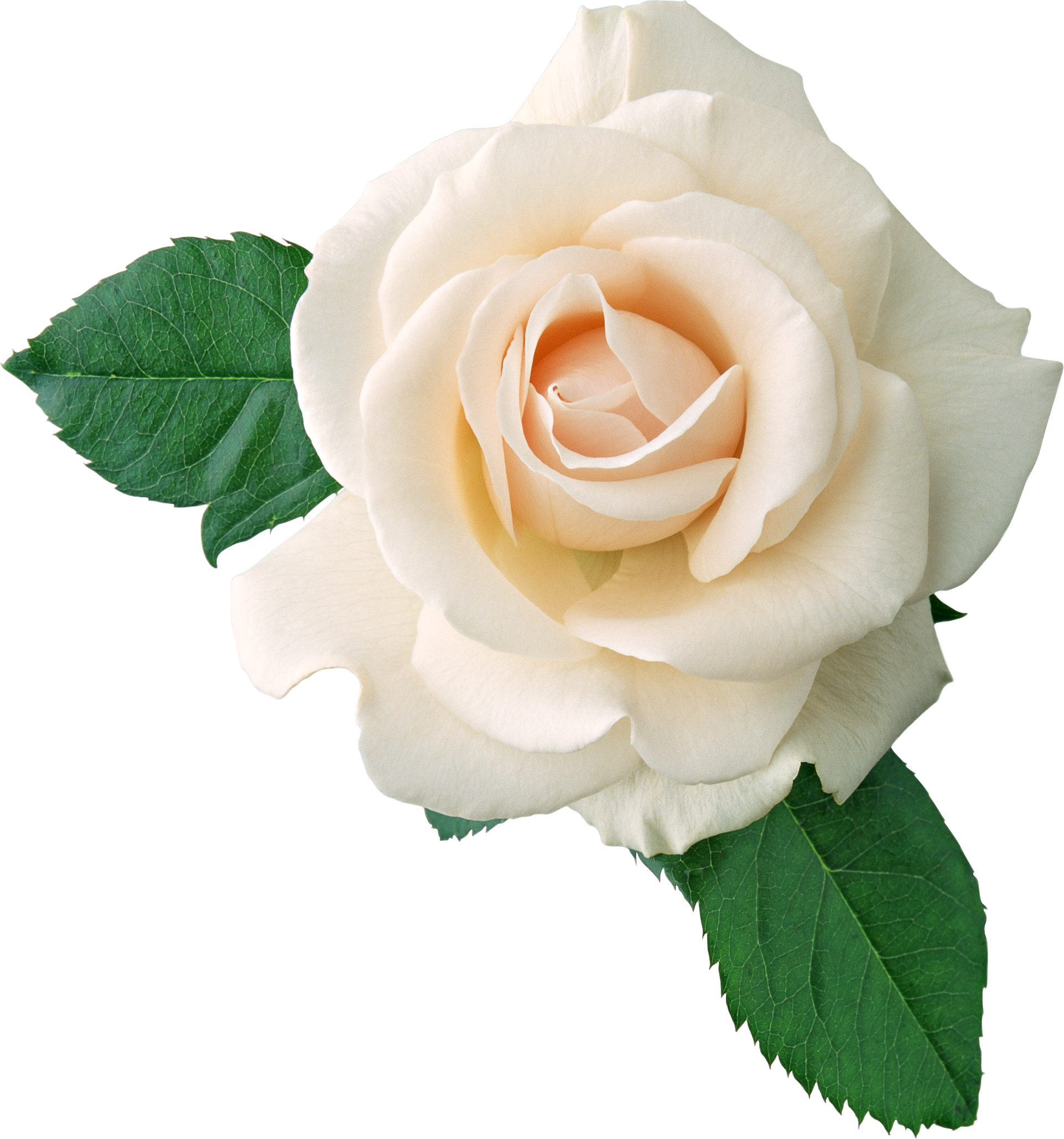 White rose PNG image, flower white rose PNG picture transparent image  download, size: 1923x2059px