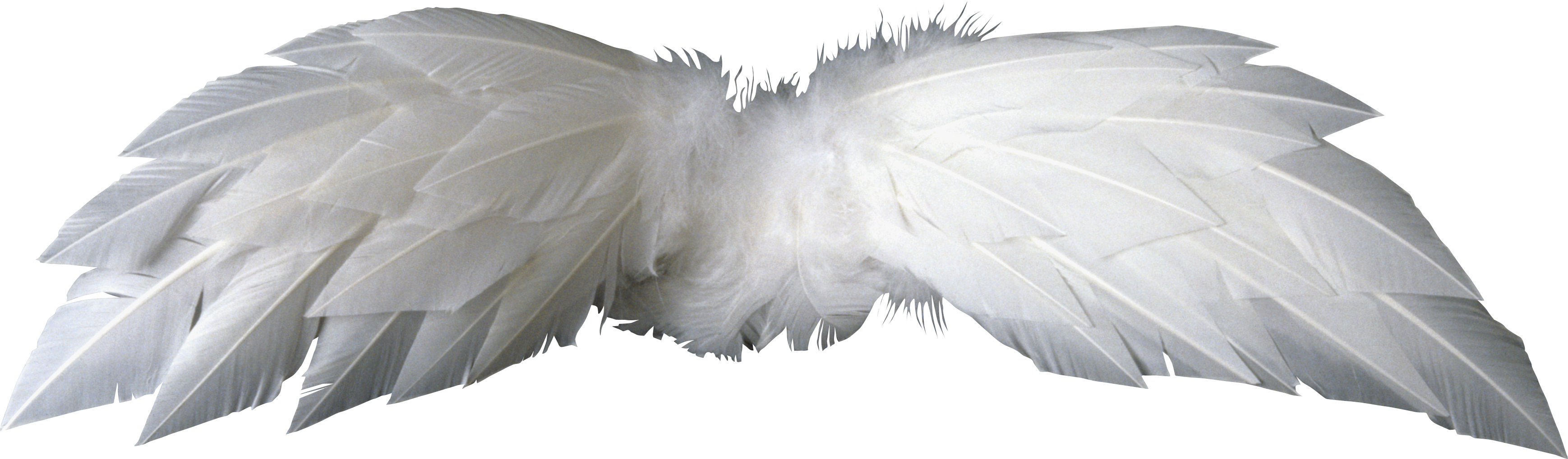 transparent angel wings tumblr