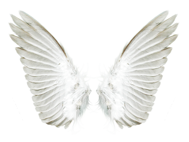 White angel wings PNG transparent image download, size: 640x480px