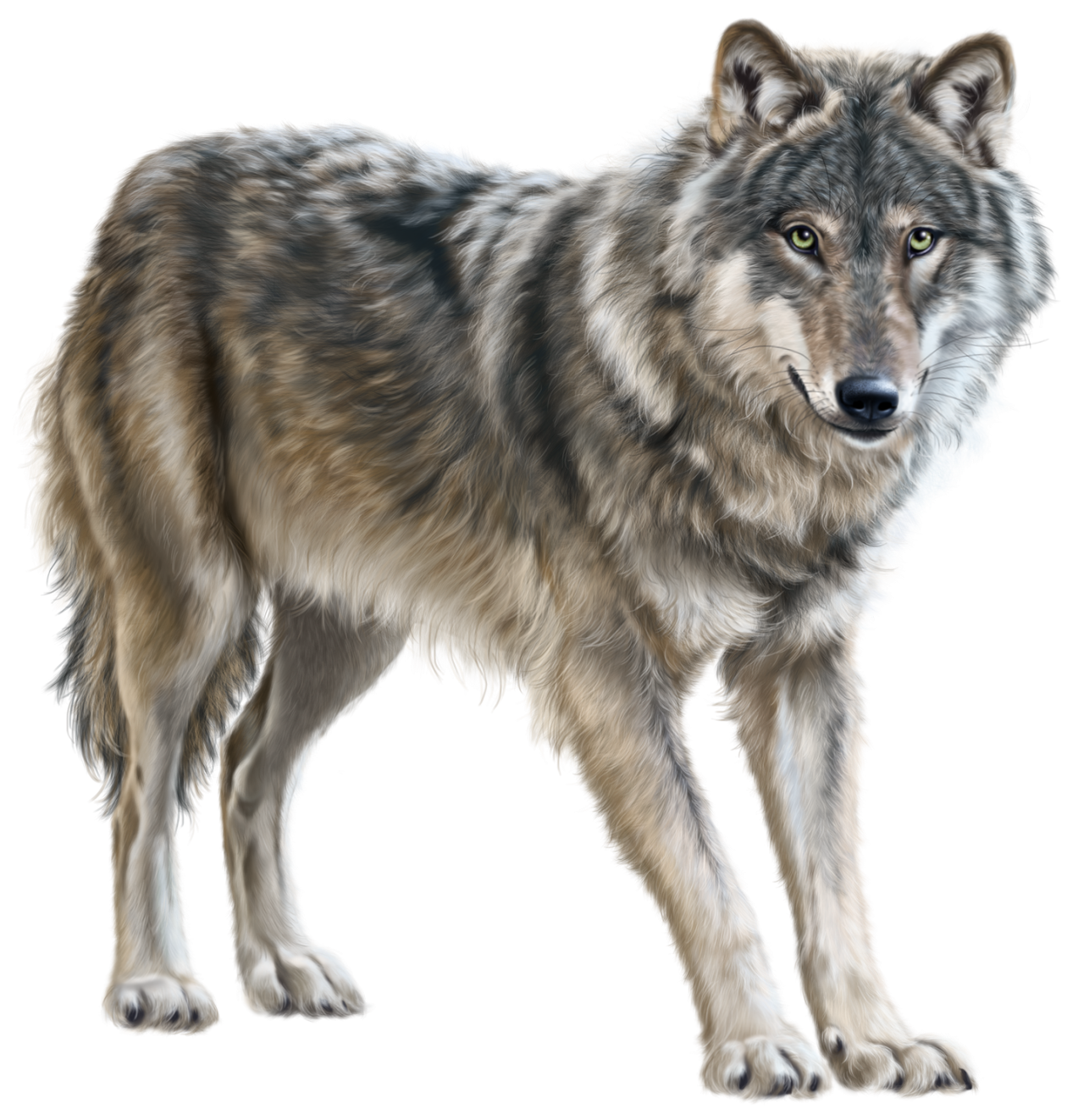 Wolf PNG transparent image download, size: 1280x1322px