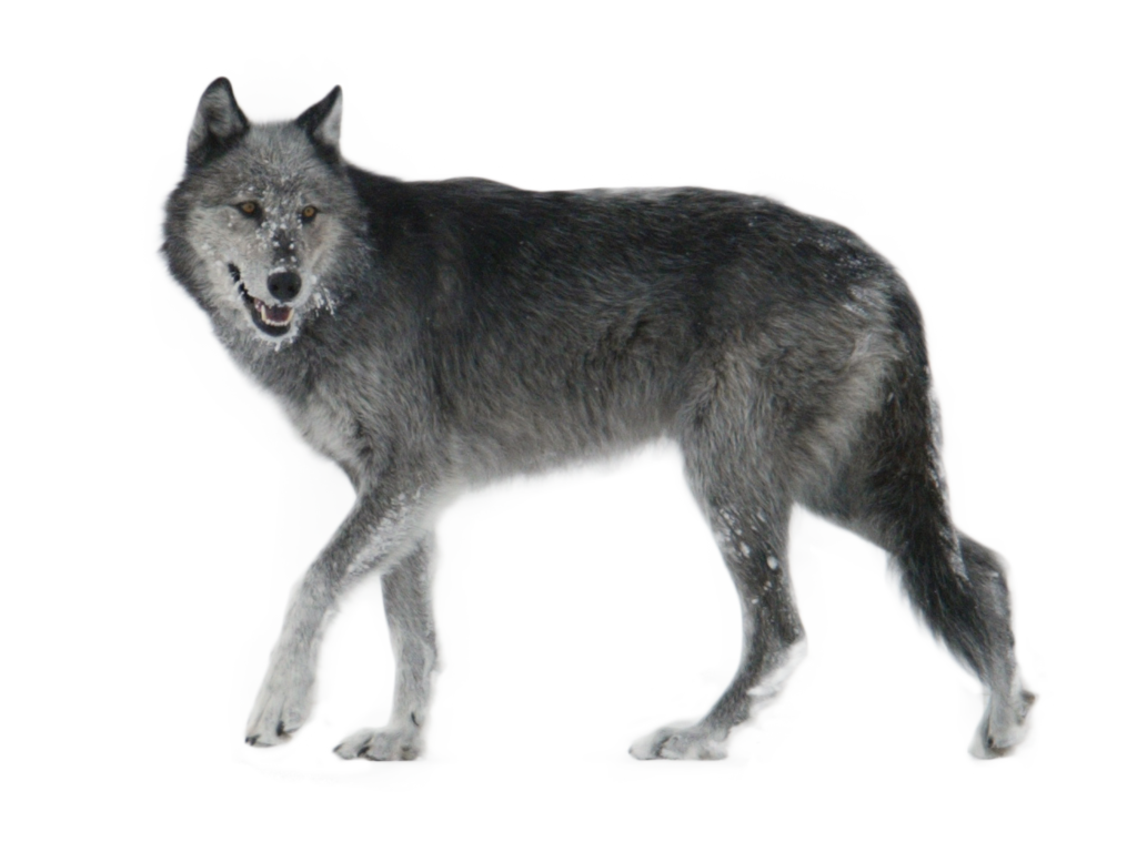 Wolf PNG transparent image download, size: 1024x777px