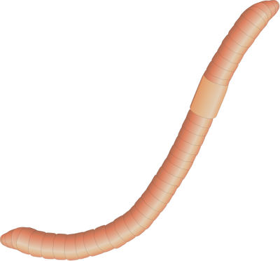 earthworm worm PNG transparent image download, size: 400x372px