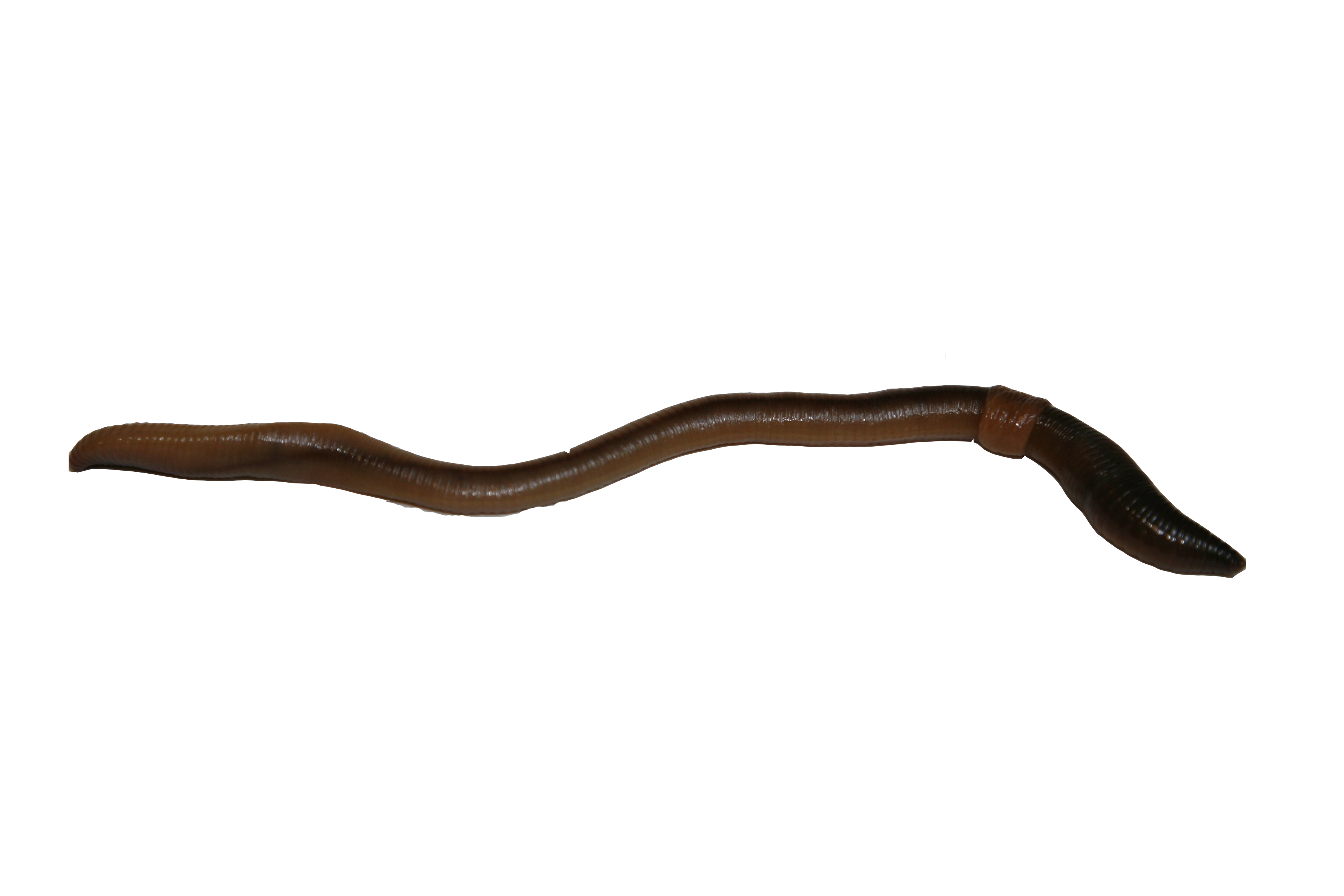 earthworm worm PNG transparent image download, size: 3584x2389px