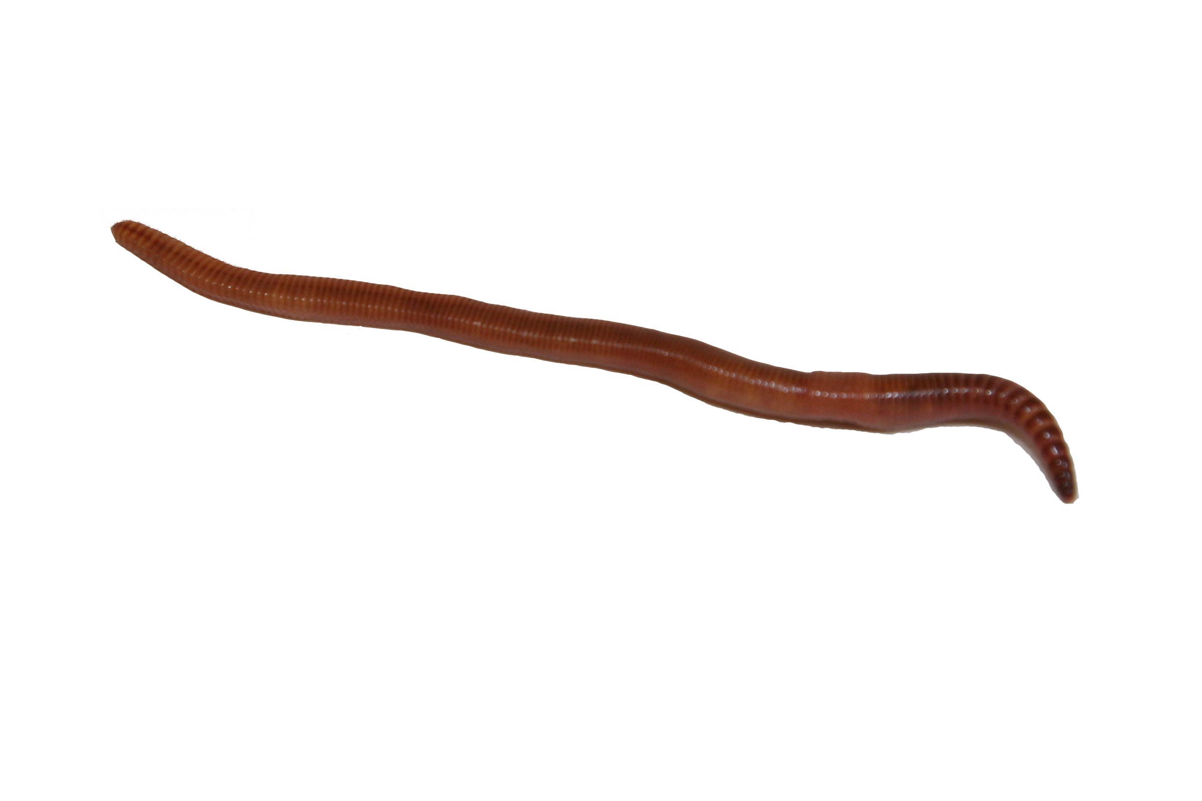 earthworm worm PNG transparent image download, size: 2444x1629px