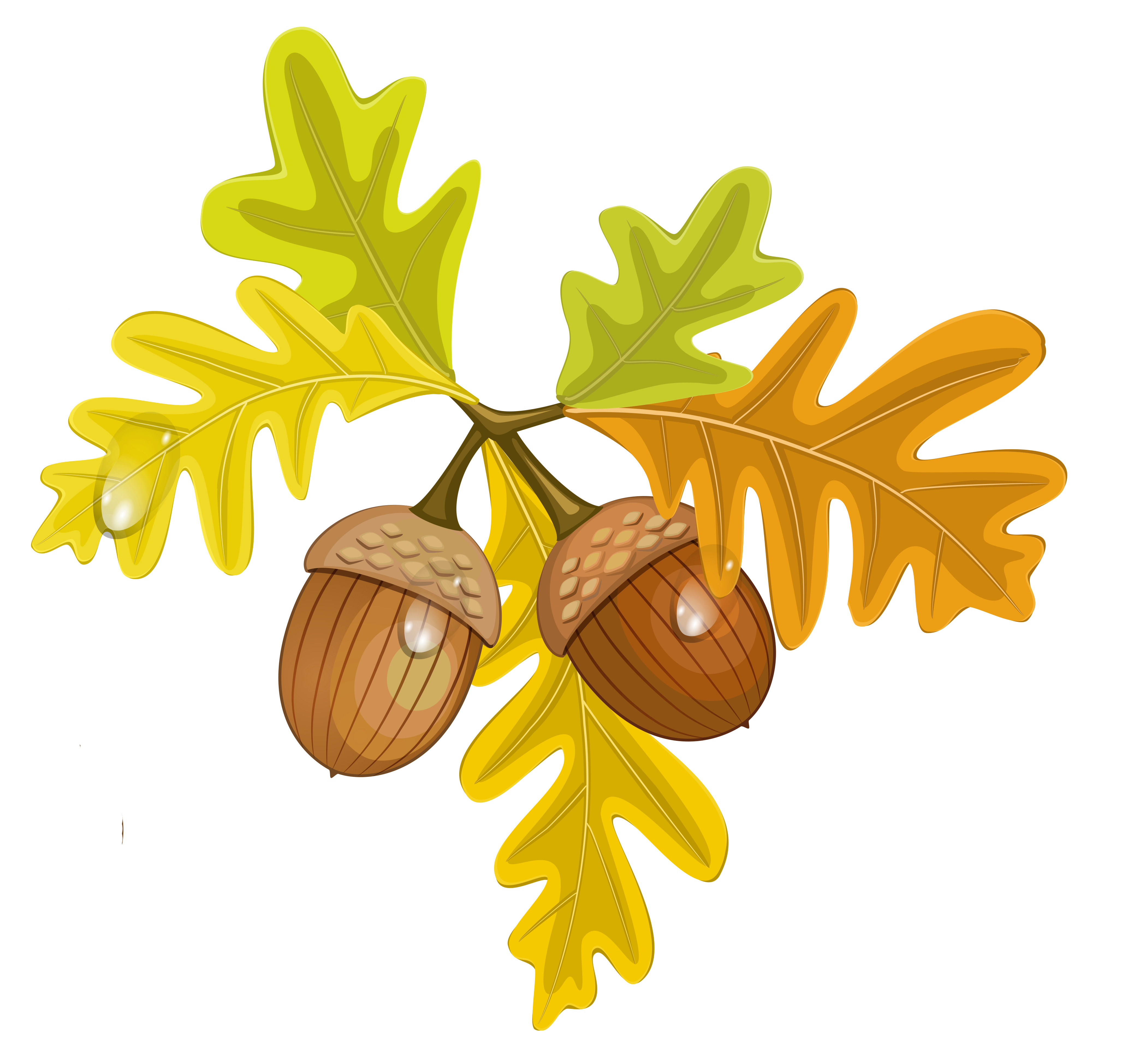 Acorn Clipart Png Transparent Background Free Downloa - vrogue.co