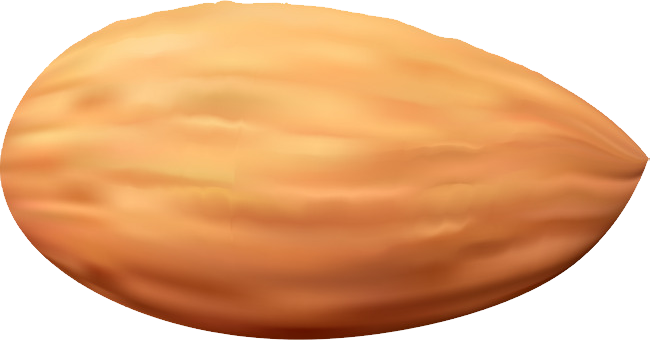 Almond PNG image