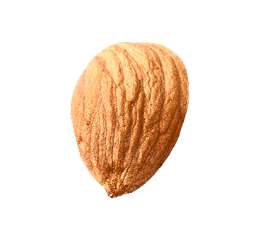 Almond seed PNG
