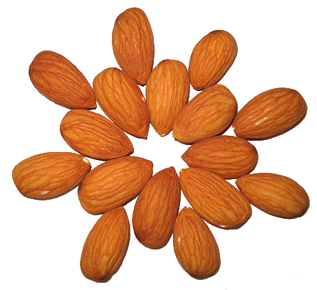 Almonds in shape PNG