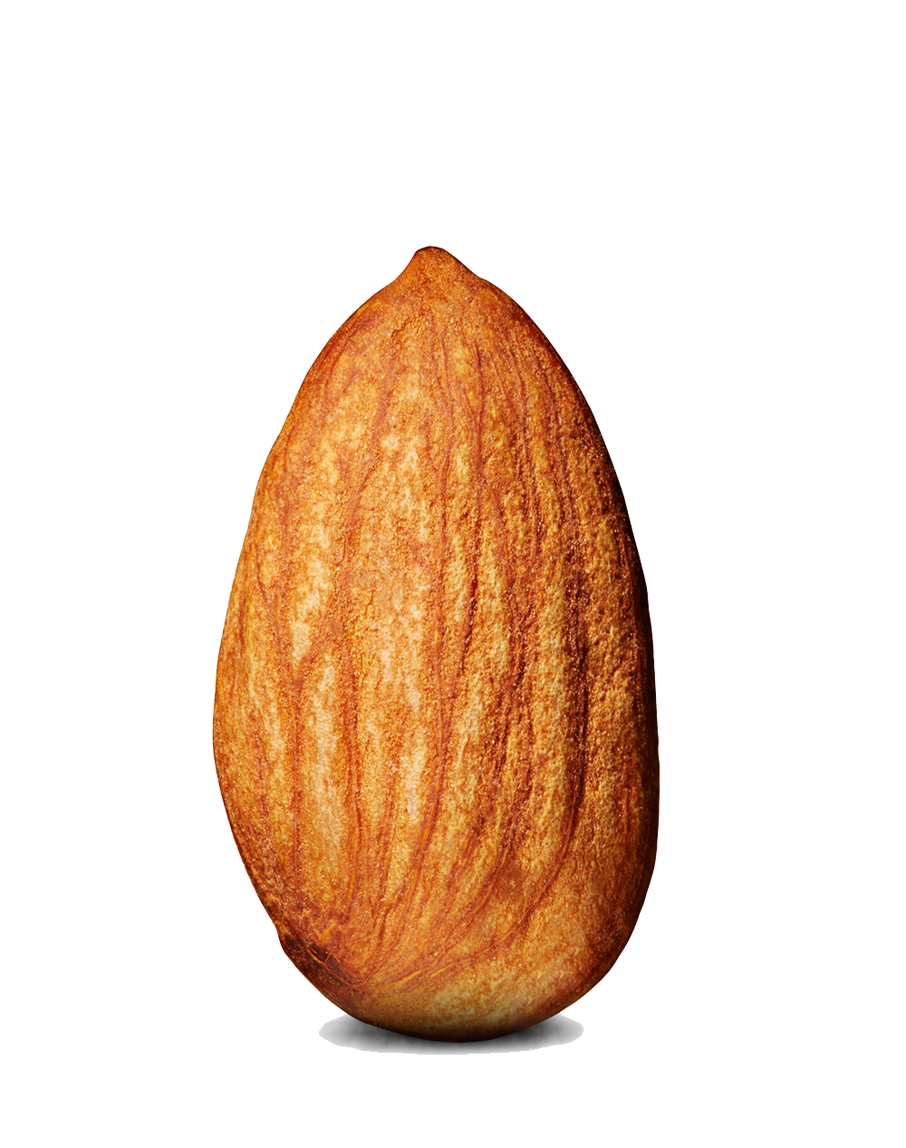 Almond PNG