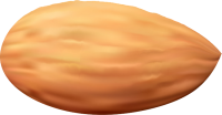 Almond PNG image