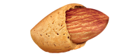 Almond seed image PNG