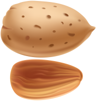 Almond seed PNG