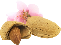Almond with flowerPNG