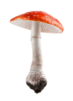 Amanita PNG