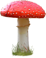 Amanita PNG